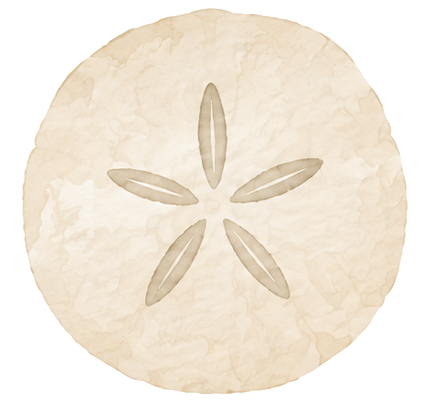 Sand dollar watercolor icon
